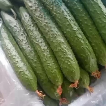 蔬菜
