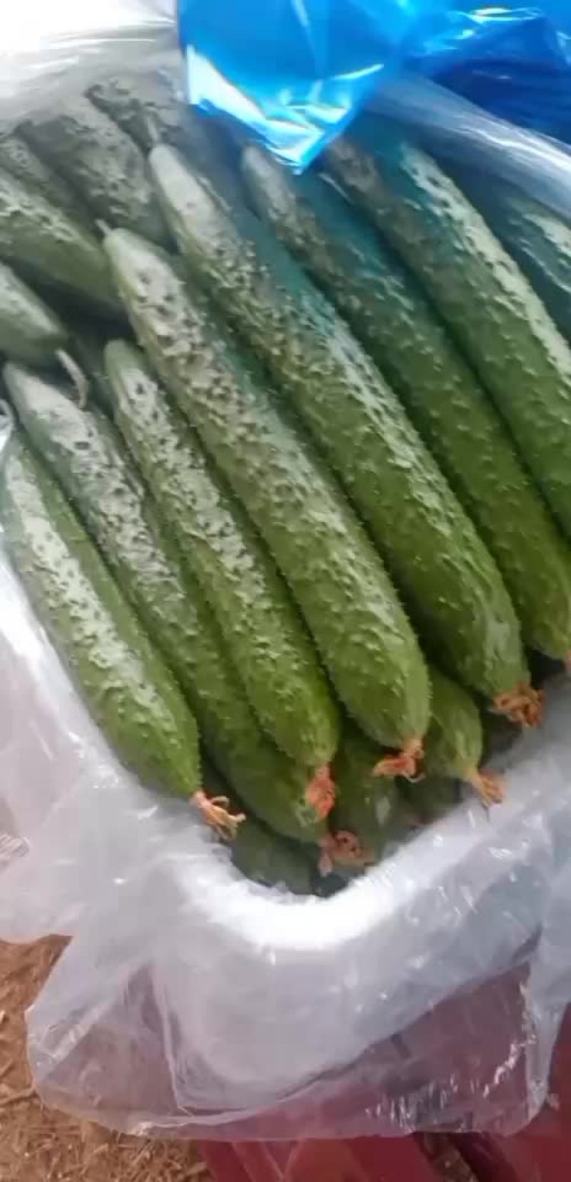 蔬菜