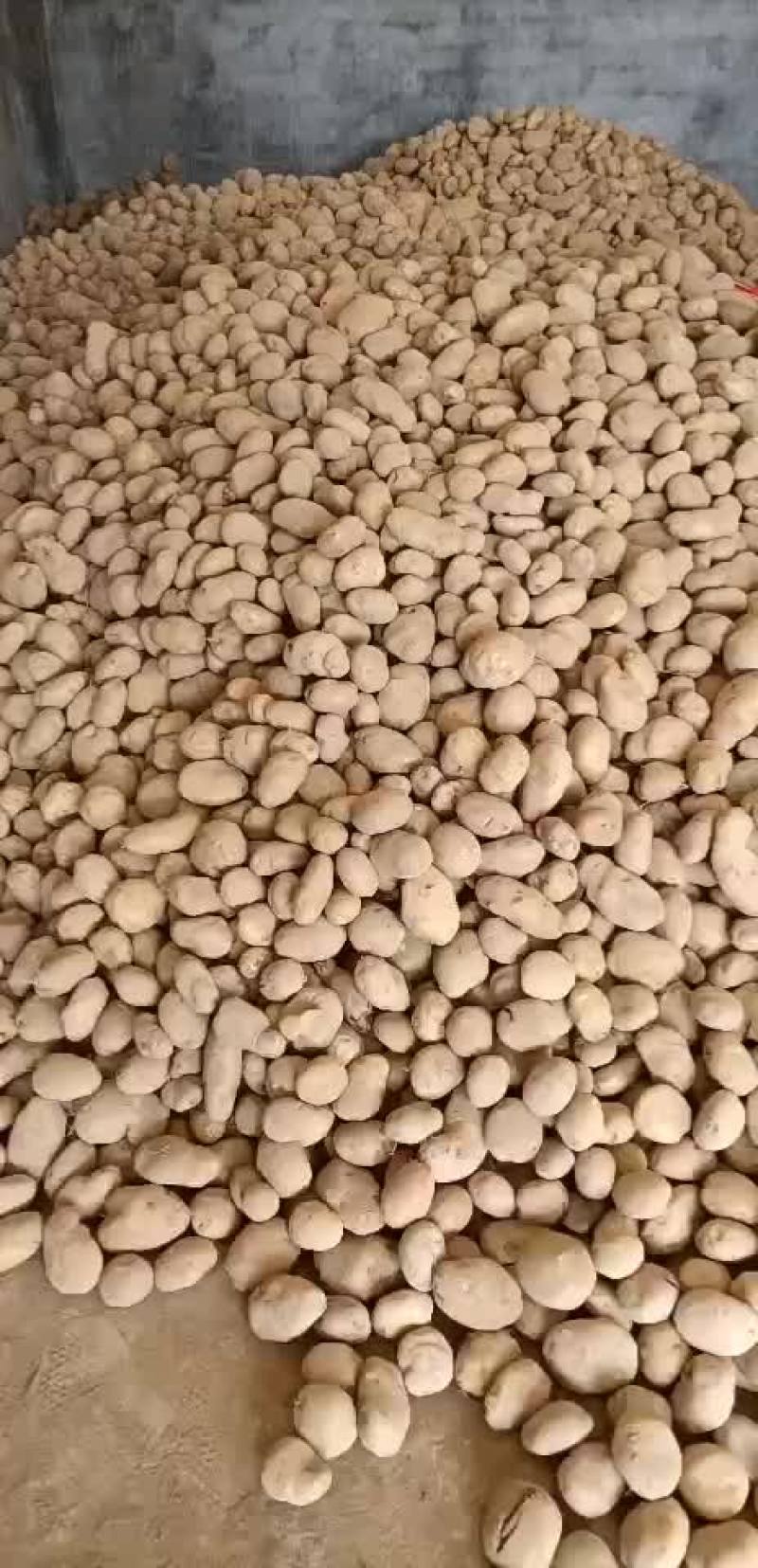 土豆