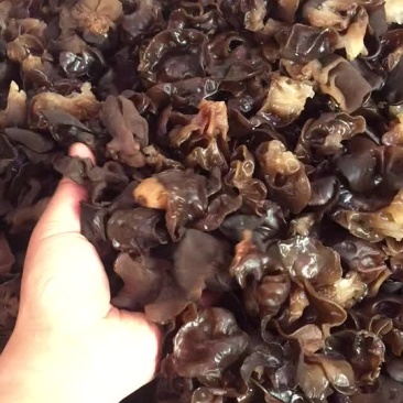 柞水黑木耳，国家地理标志产品，泡发率可达15。