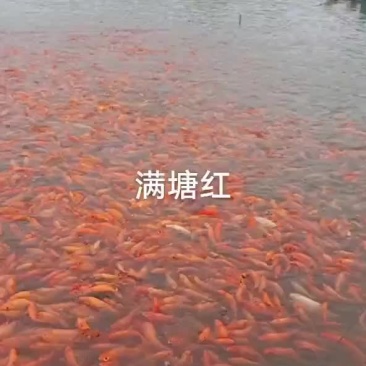 红鲤鱼