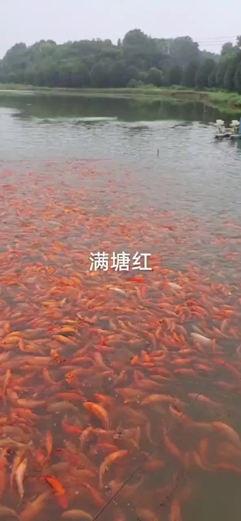 红鲤鱼