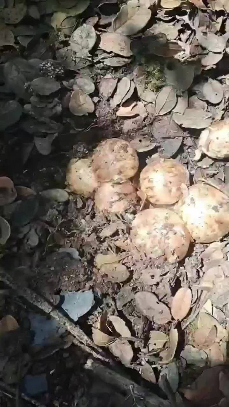 正宗的野生松茸，一年四季只有一季可品尝