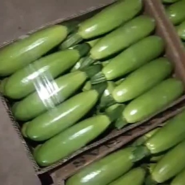 精品绿皮西葫芦