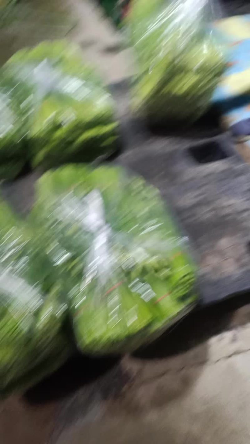 精品韭苔
