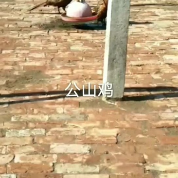 活鸡