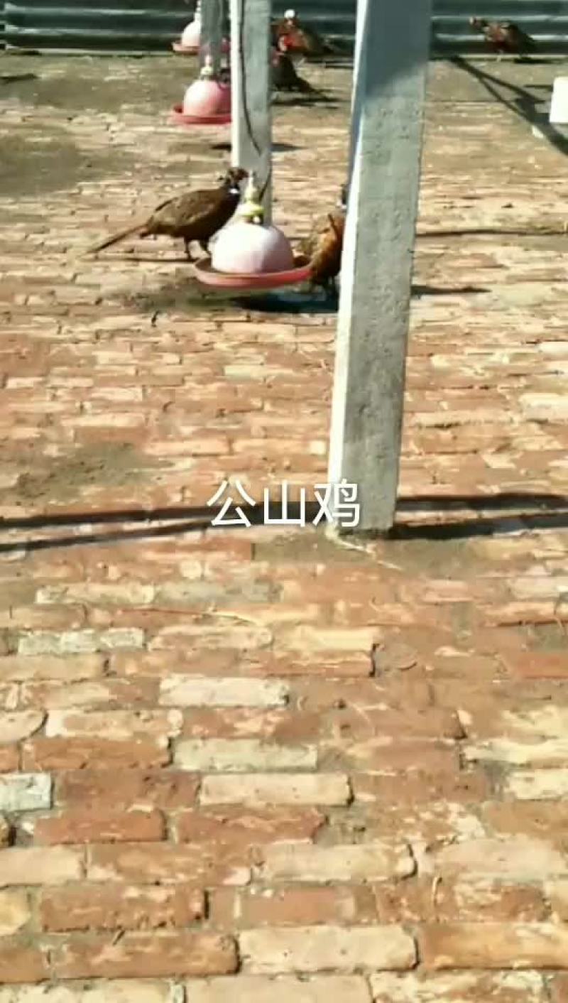 活鸡