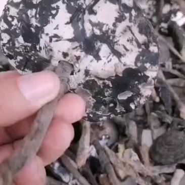 香雪灵芝批发需要的联系我