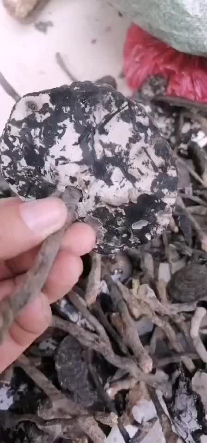 香雪灵芝批发需要的联系我