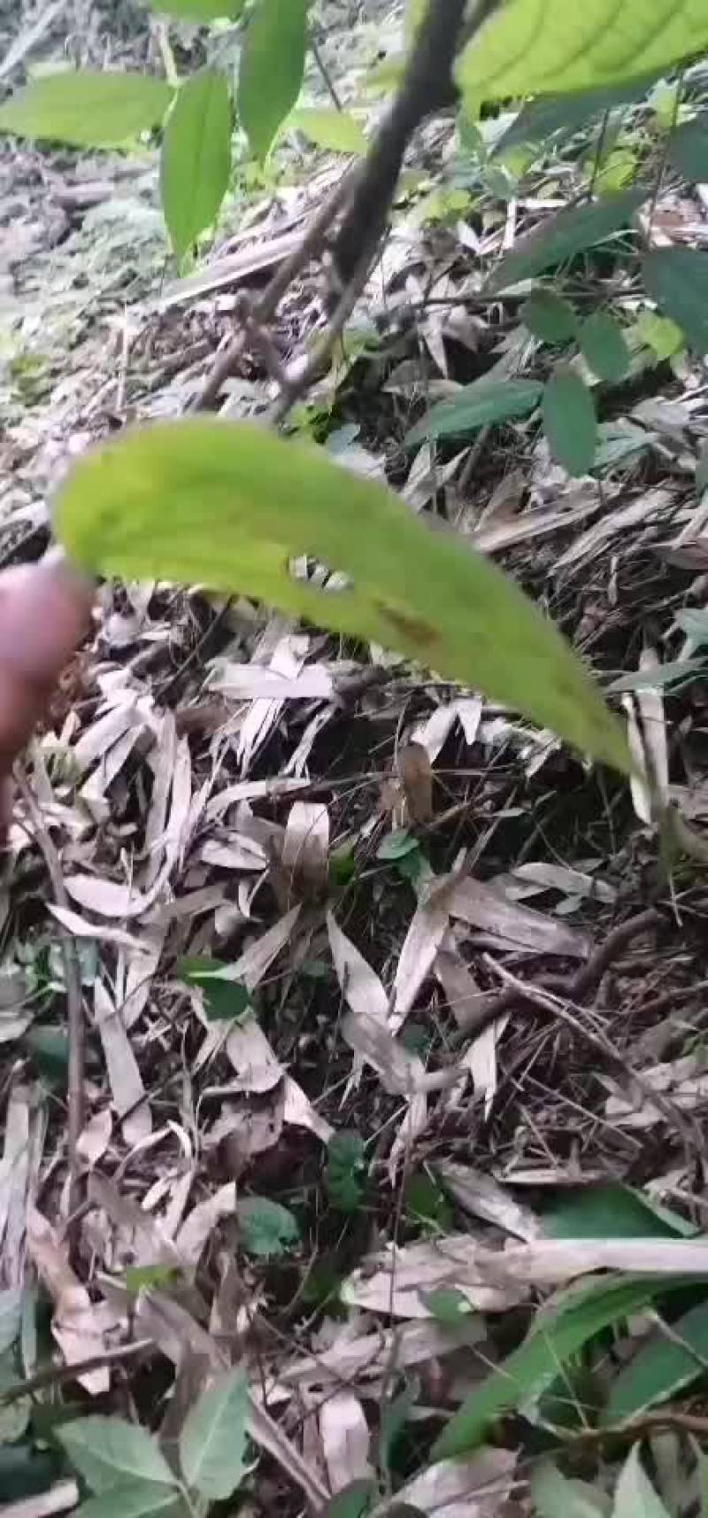 金刚藤