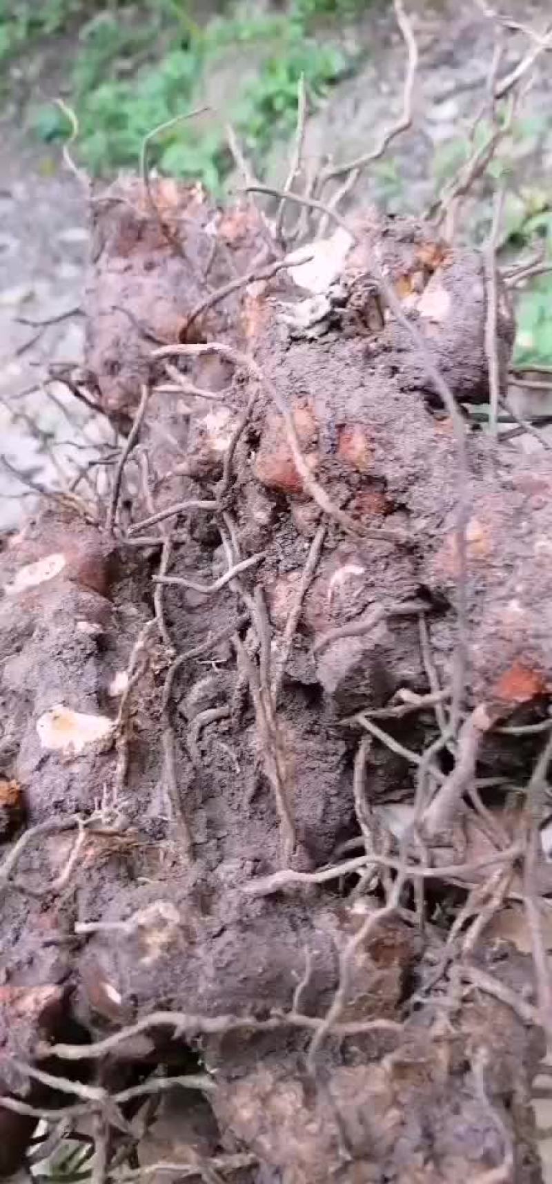 金刚藤