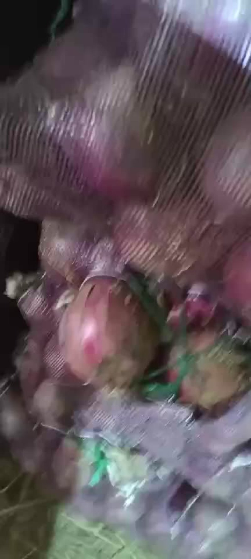 精品库存洋葱大量有货，需要的联系