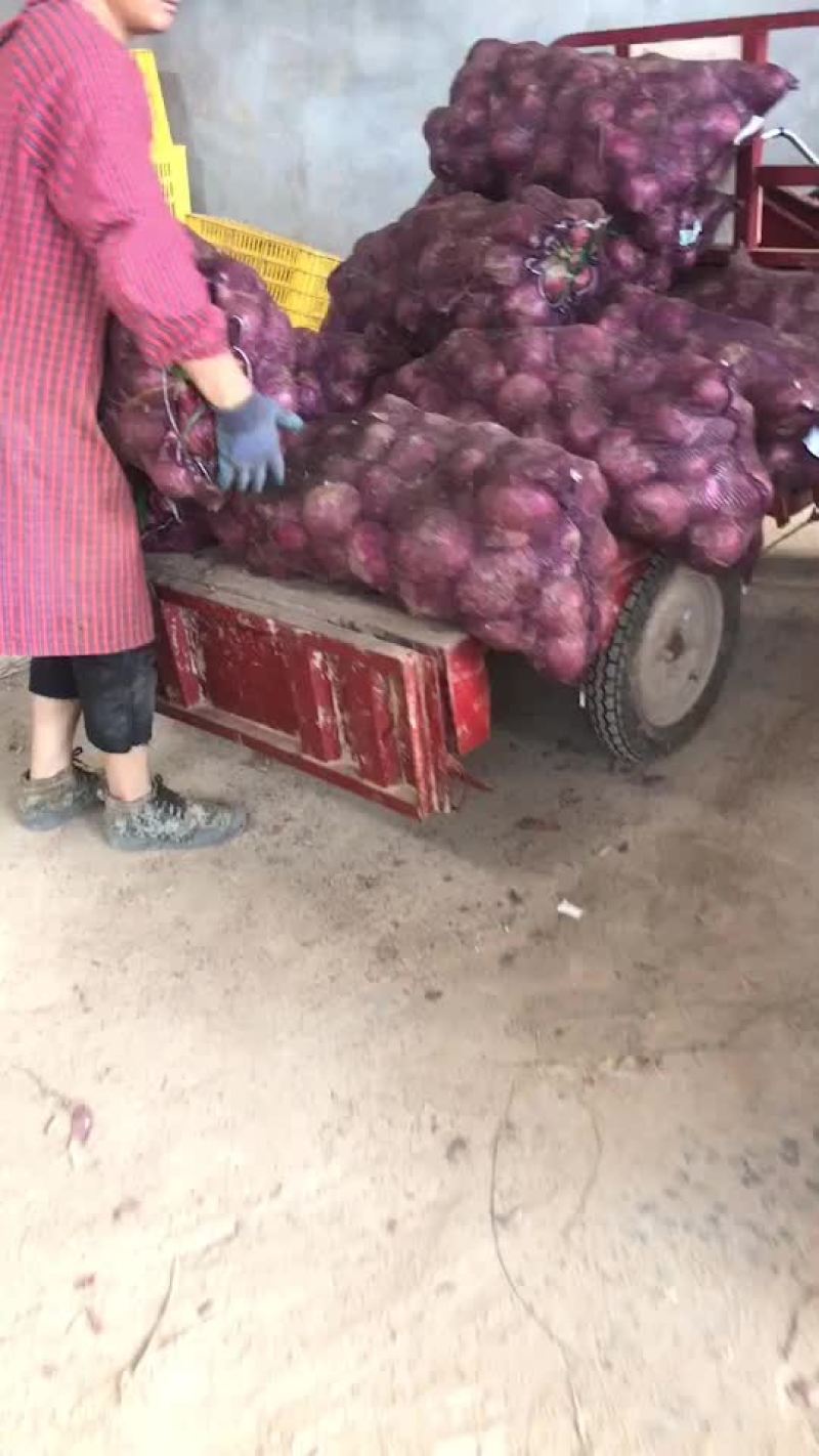 精品库存洋葱大量有货，需要的联系