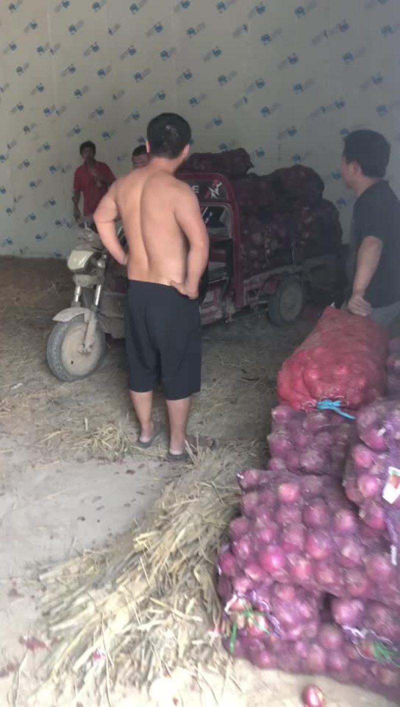 精品库存洋葱大量有货，需要的联系