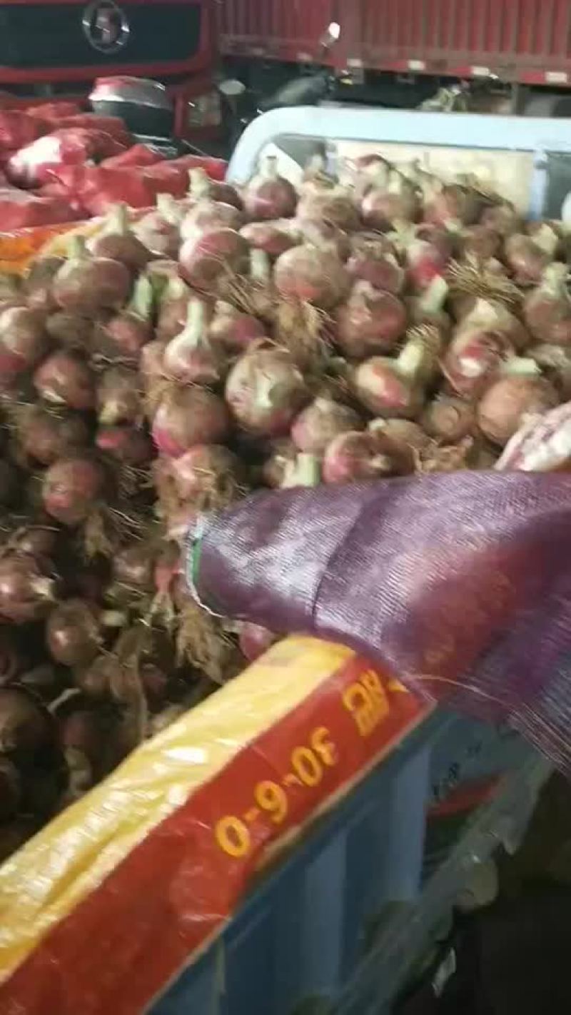 精品库存洋葱大量有货，需要的联系