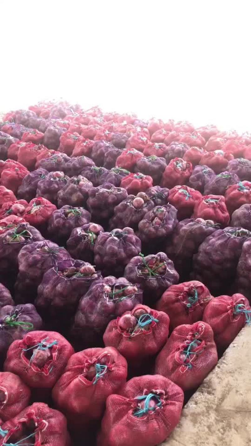精品库存洋葱大量有货，需要的联系