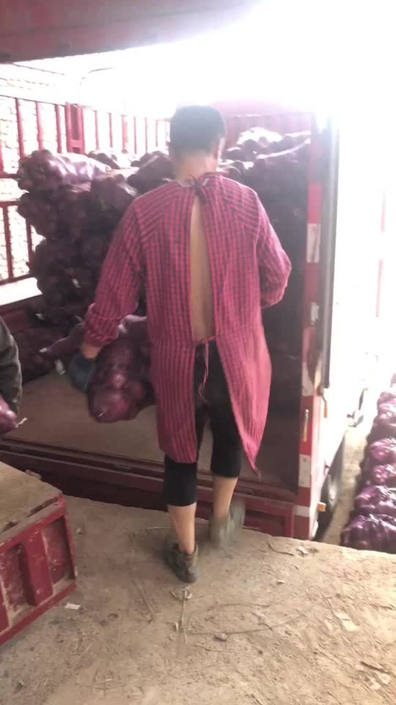 精品库存洋葱大量有货，需要的联系