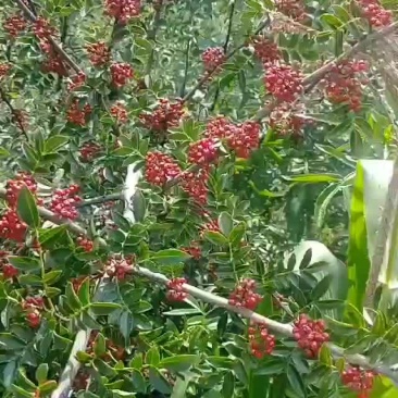 花椒