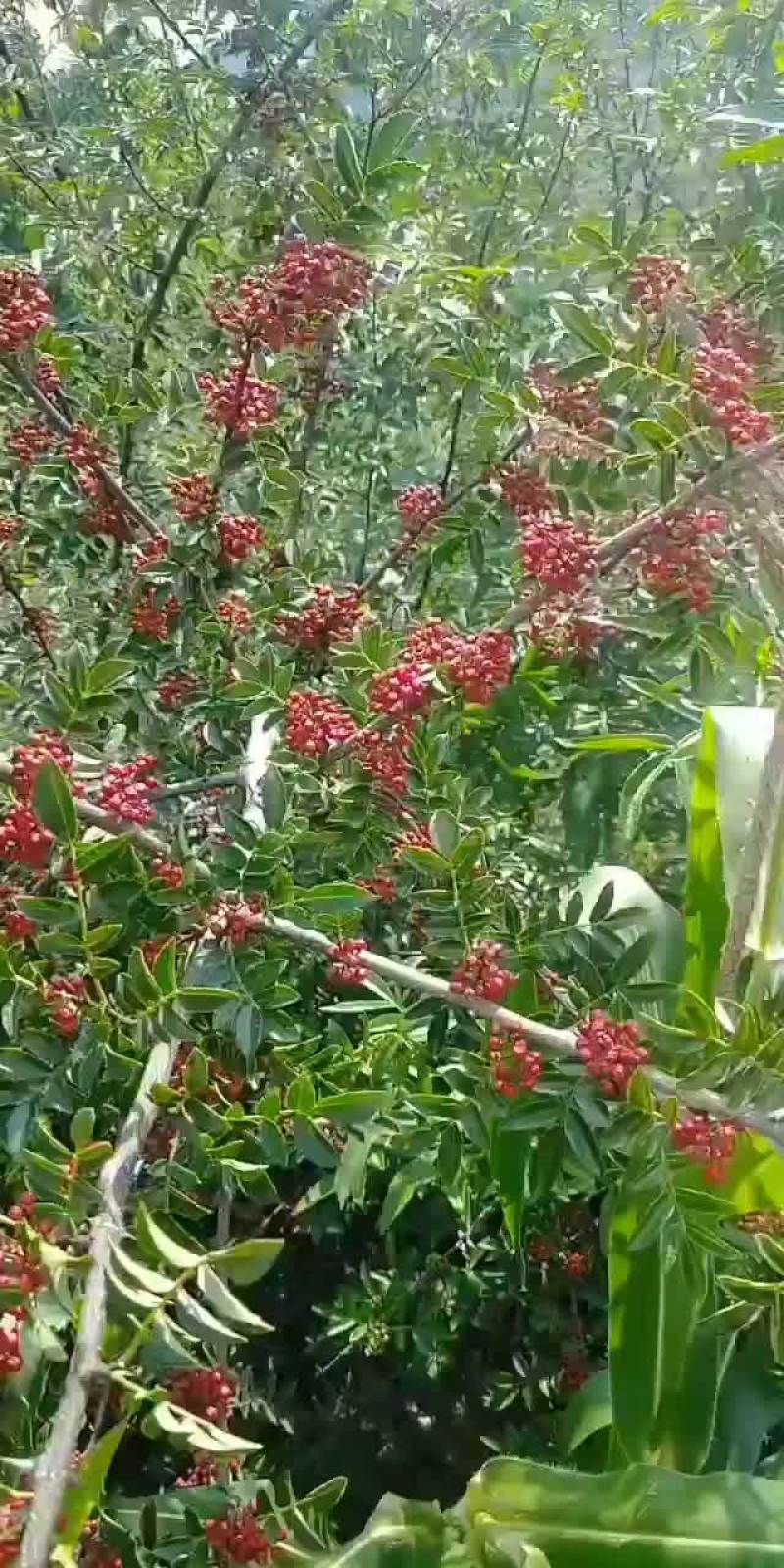 花椒