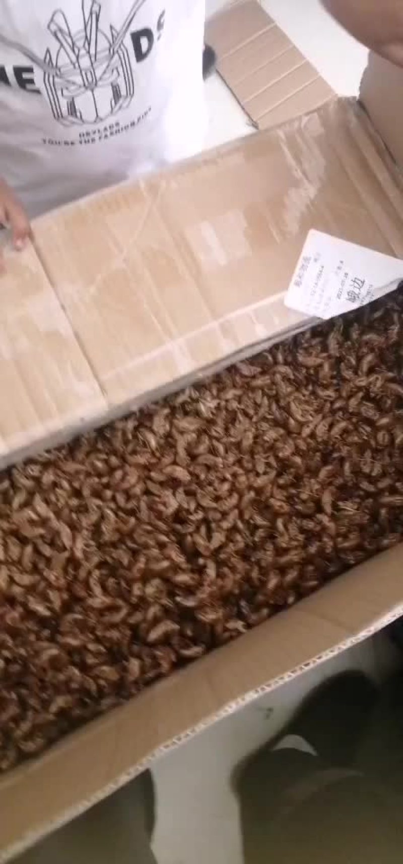 蝉蜕