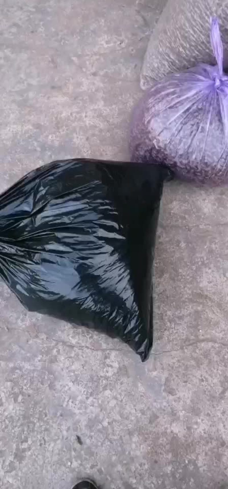 蝉蜕