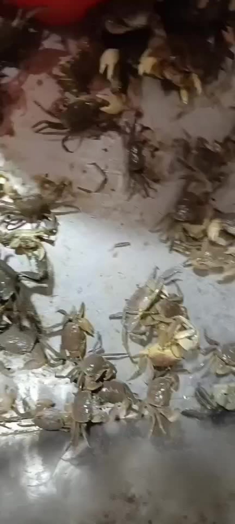 发财蟹，烧夹子，蟛蜞，盐螃蟹，白玉蟹，河蟹等！