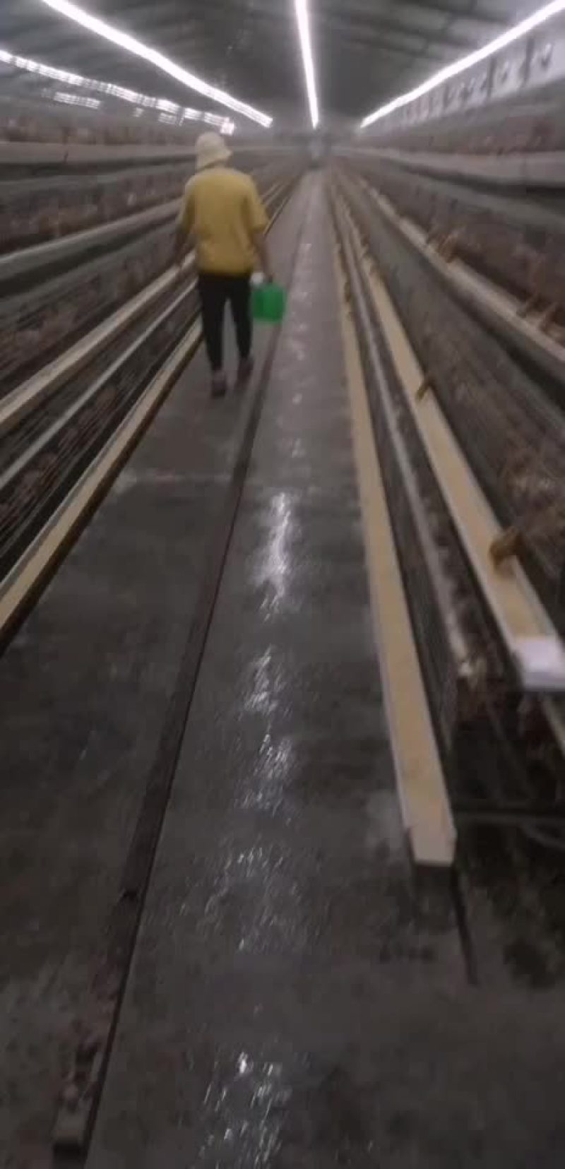品牌海兰褐