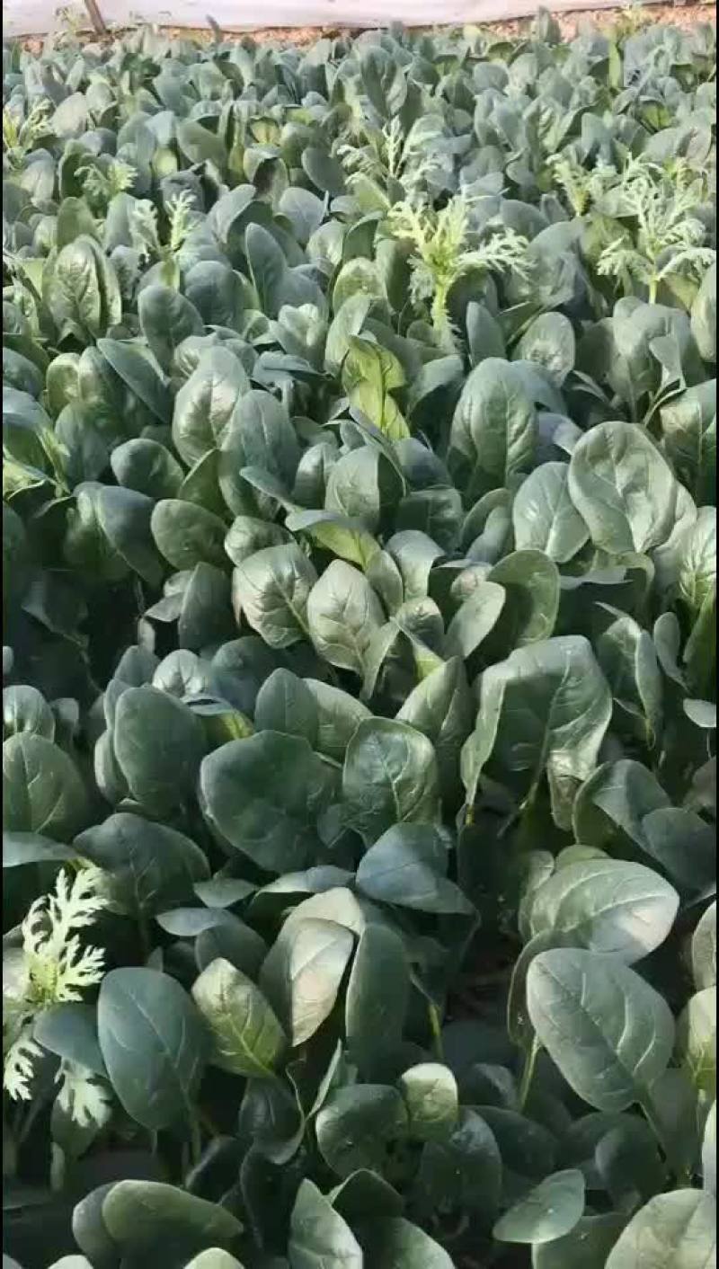 菠菜，大叶菠菜25公分，小叶菠菜18公分，需要的联系！