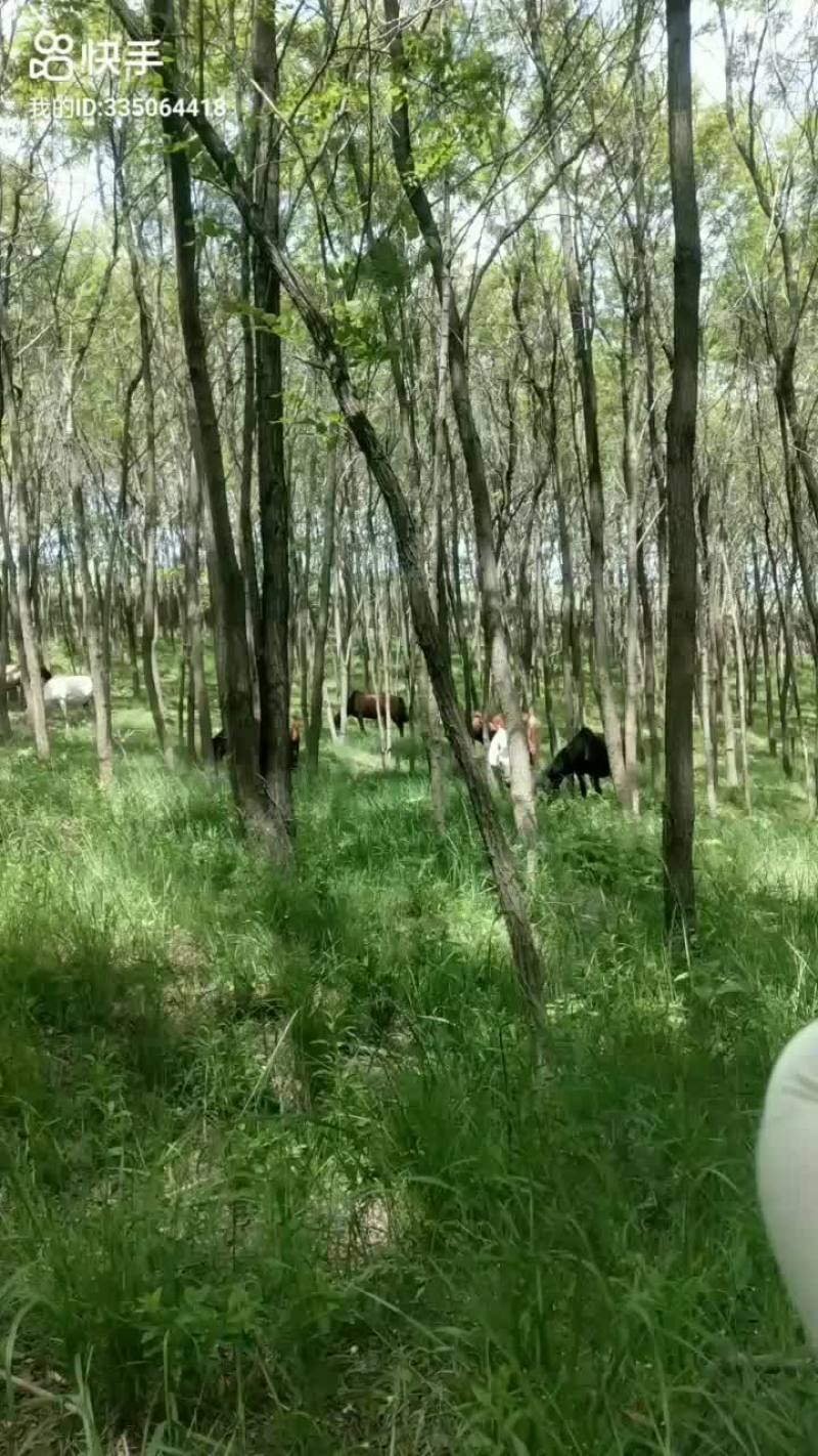 骡马
