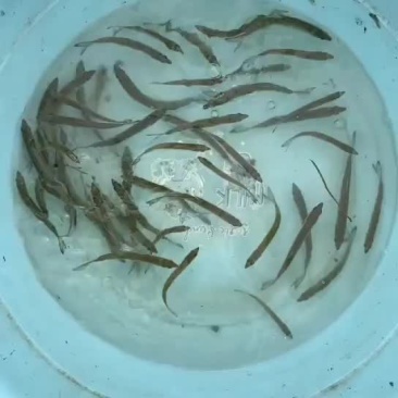 鳡鱼公分苗大头活体鱼苗水中老虎竿淡水中国河虎大口鱤黄钻