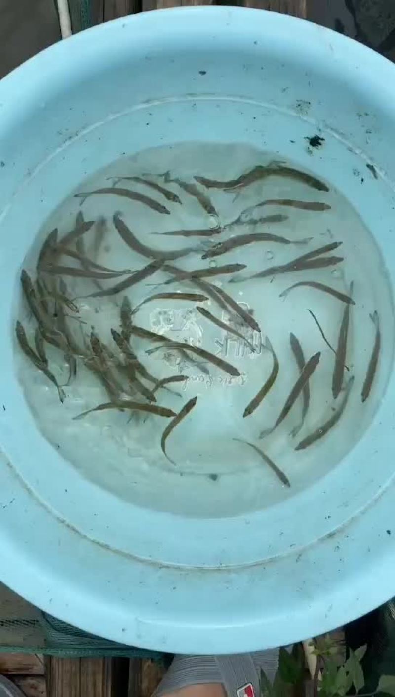 鳡鱼公分苗大头活体鱼苗水中老虎竿淡水中国河虎大口鱤黄钻