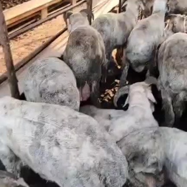 肉羊