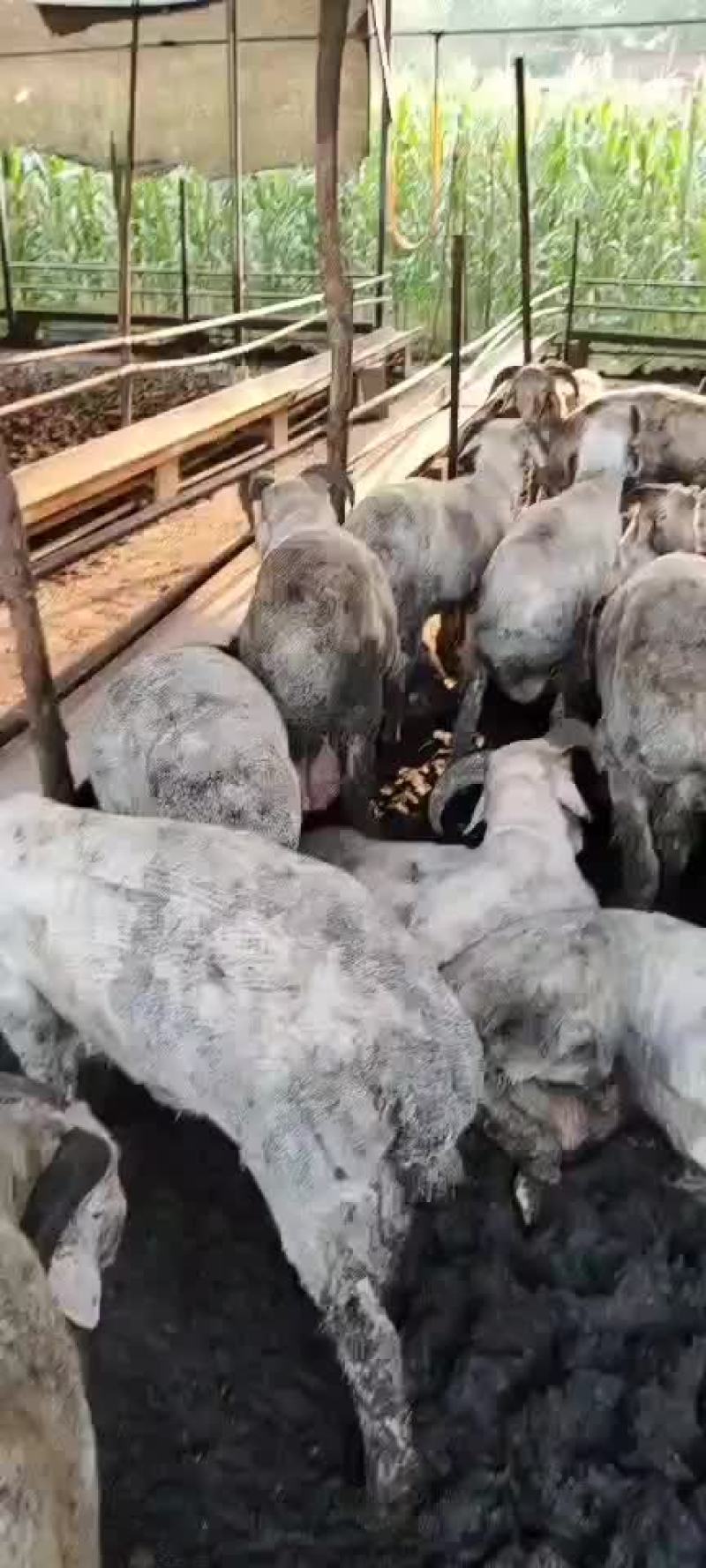 肉羊