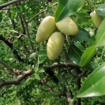 马牙枣