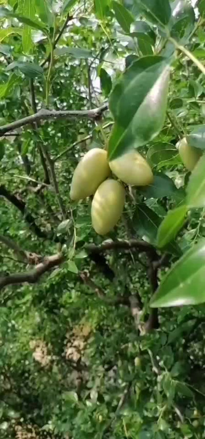 马牙枣
