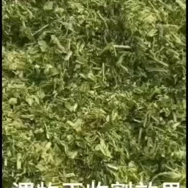 玉米青储