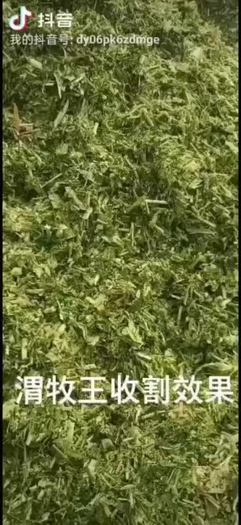 玉米青储