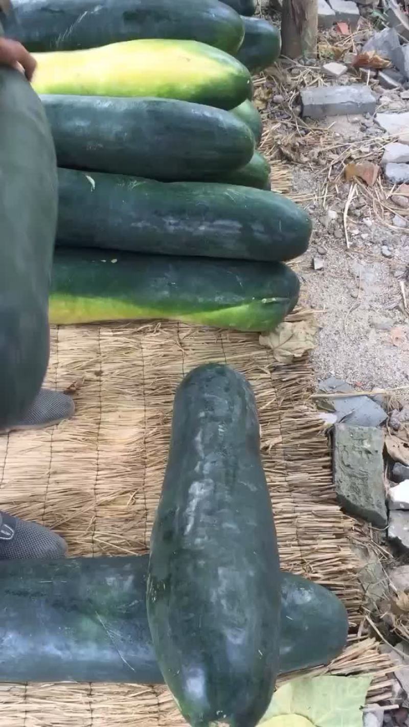 黑皮大冬瓜大量上市