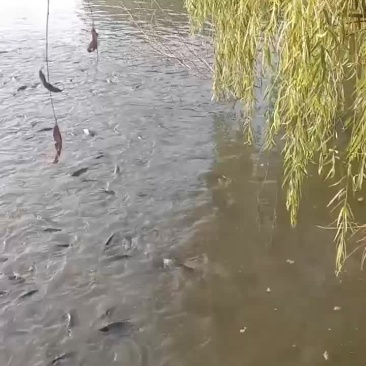 精品黄河鲤鱼饲料鱼