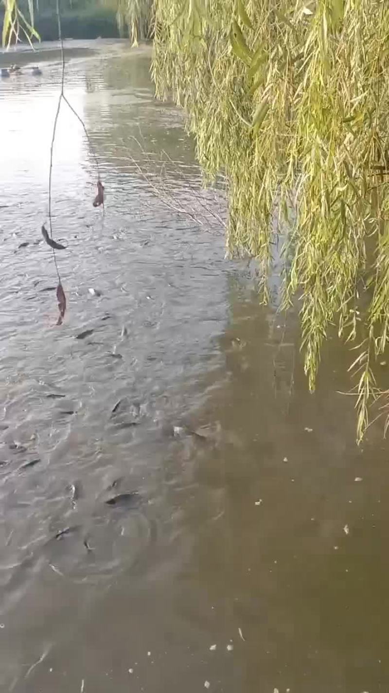 精品黄河鲤鱼饲料鱼
