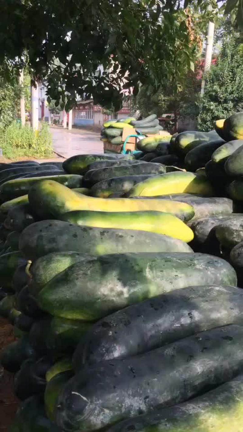 黑皮大冬瓜