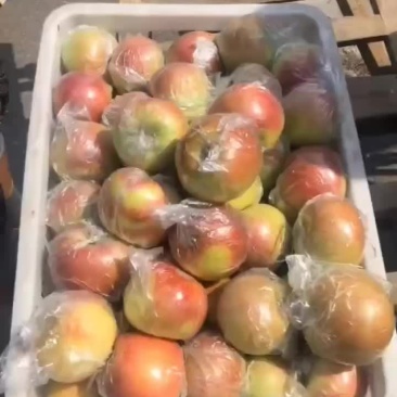 大量供应早熟美八红露冰糖心苹果