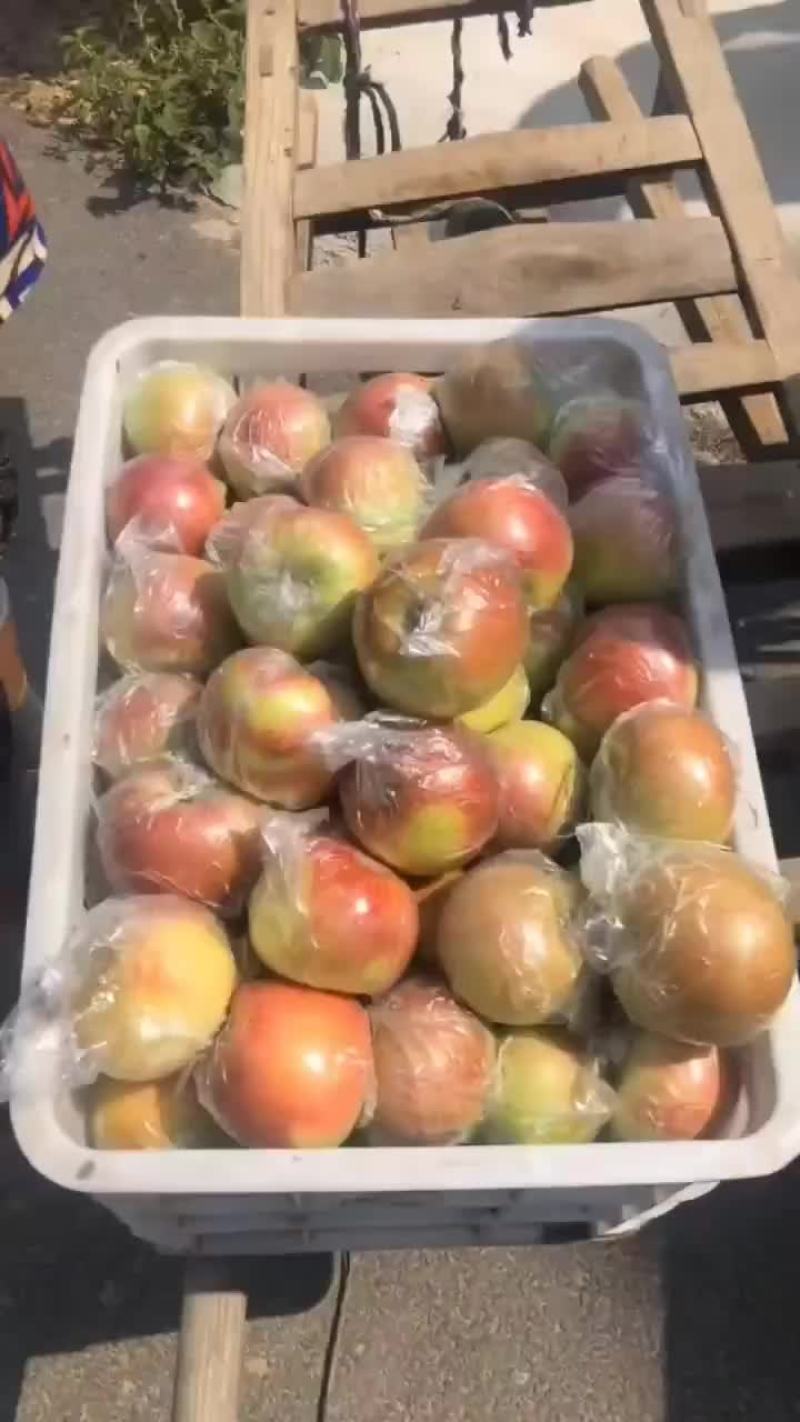 大量供应早熟美八红露冰糖心苹果