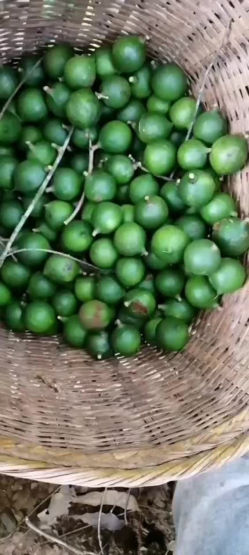 坚果夏威夷果