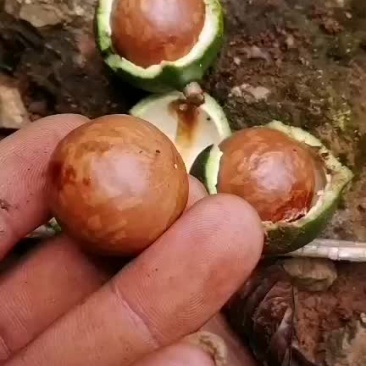 坚果夏威夷果