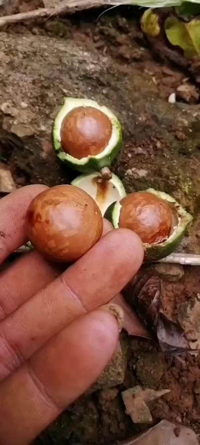 坚果夏威夷果