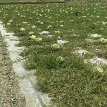 宁夏中卫香山硒砂瓜
