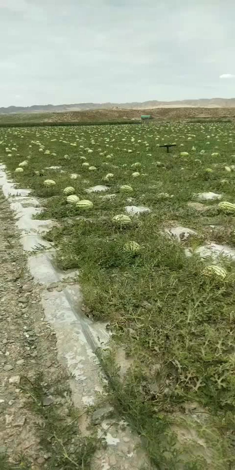 宁夏中卫香山硒砂瓜