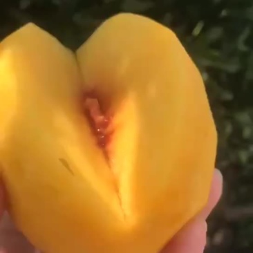 锦绣黄桃