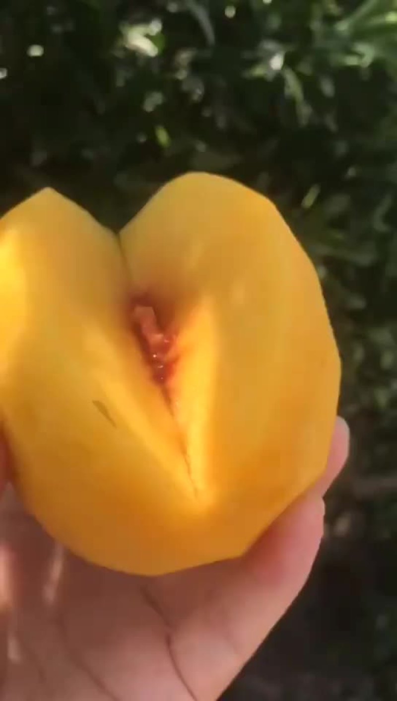 锦绣黄桃